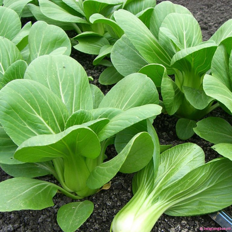 Rau Cải