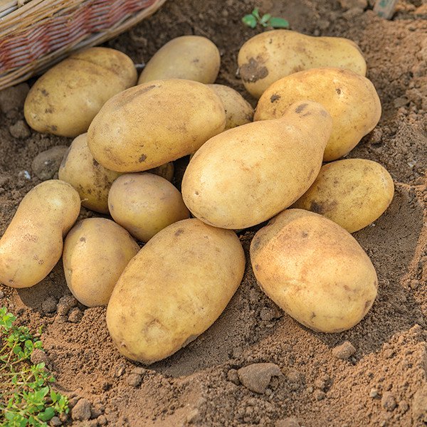 Khoai Tây